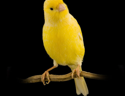 Canary In A Coal Mine
