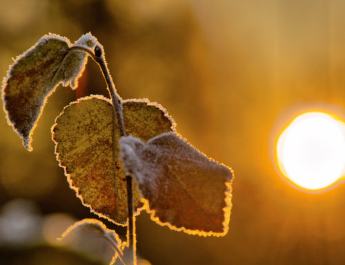 Frost Is On the Pumpkin