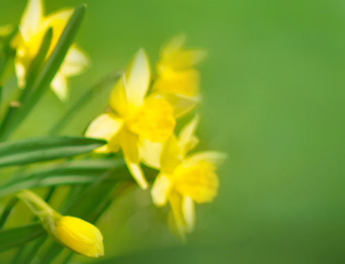 Hope Springs Eternal